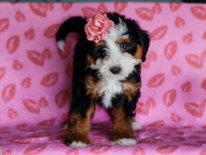 Photo of Madelyn
