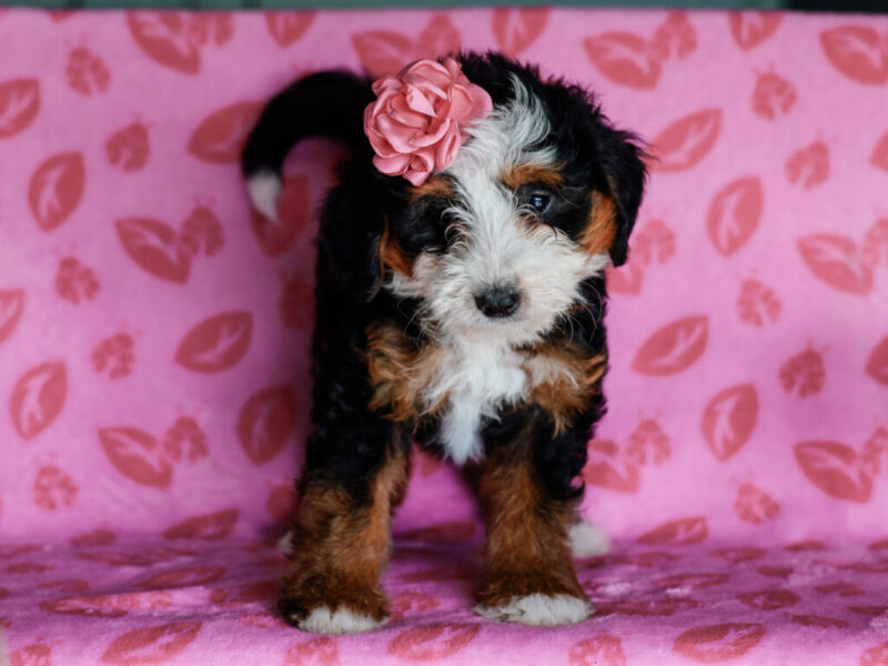 Madelyn image