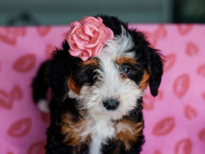 Photo of Madelyn