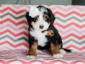 Photo of Makenzie