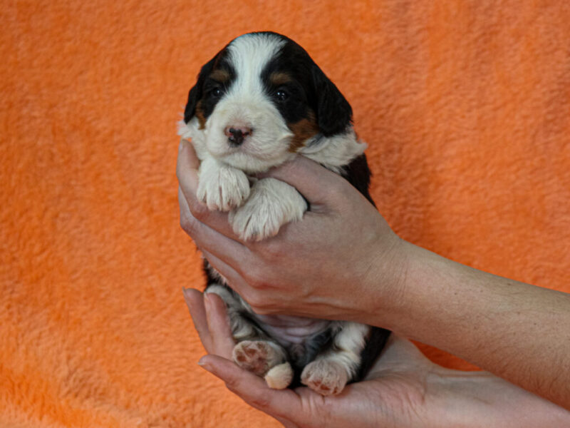 Martina image