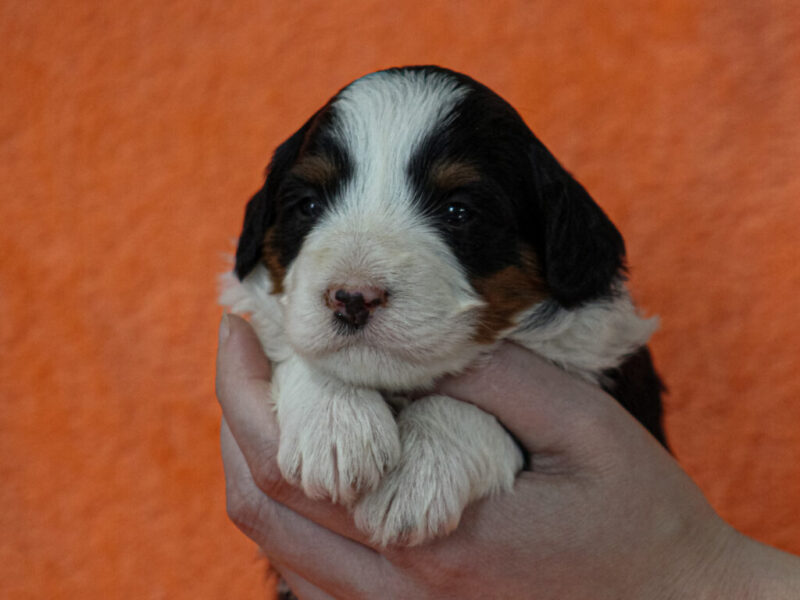 Martina image