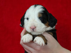 Photo1 for Matilda