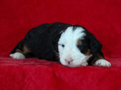 Photo2 for Matilda