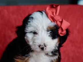 Photo of Matilda