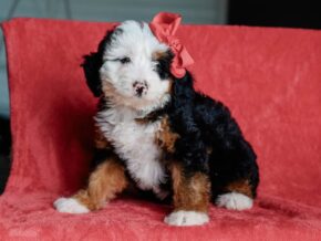 Photo of Matilda