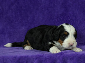 Image for Maylin