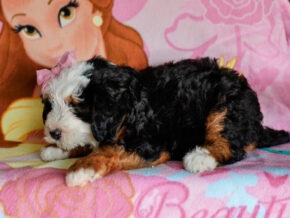 Photo of Melody