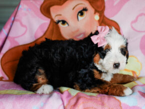 Photo of Melody