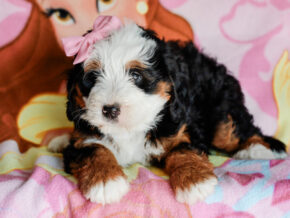 Photo of Melody