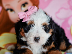 Photo of Melody