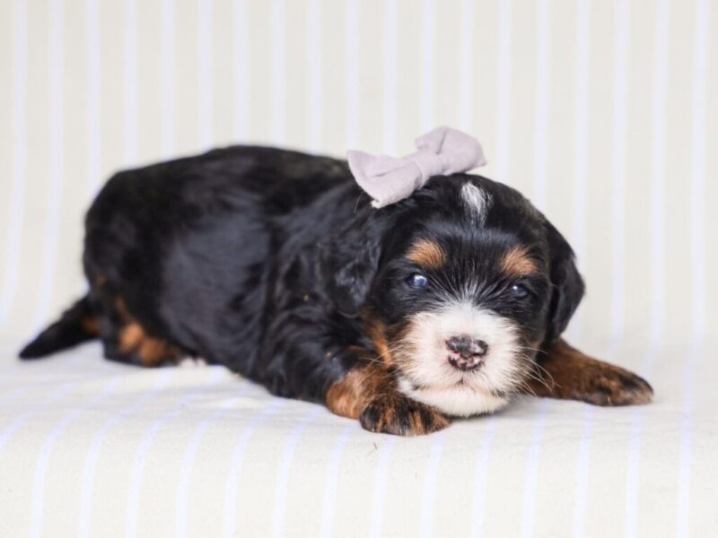 Queenie’s Lil’ Boy image