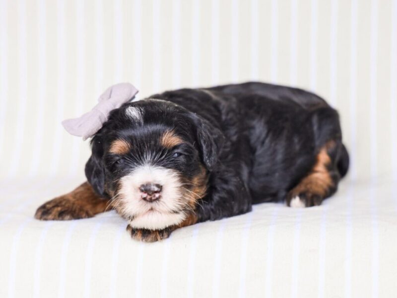 Queenie’s Lil’ Boy image