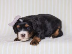 Photo3 for Queenie’s Lil’ Boy