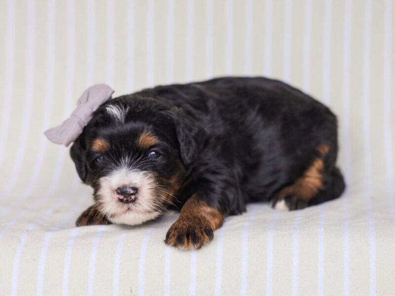 Queenie’s Lil’ Boy image