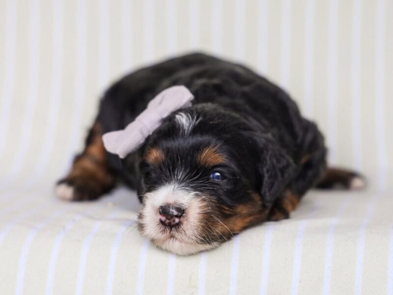 Queenie’s Lil’ Boy image