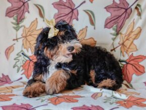 Photo of Queenie’s Lil’ Boy