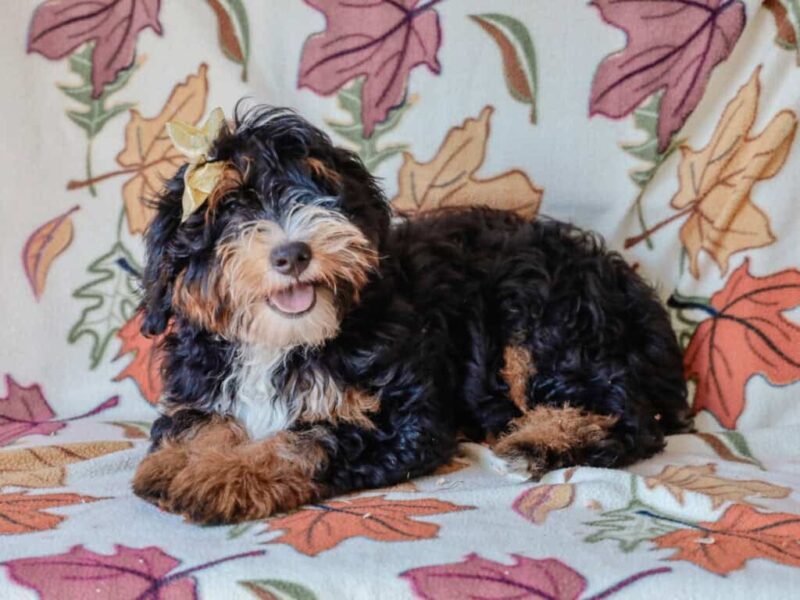 Queenie’s Lil’ Boy image