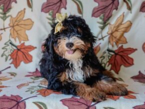 Photo of Queenie’s Lil’ Boy