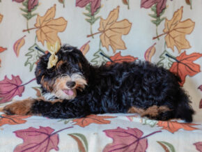 Photo of Queenie’s Lil’ Boy