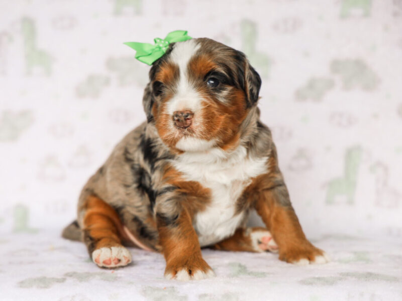 Queenie’s Lil’ Son image