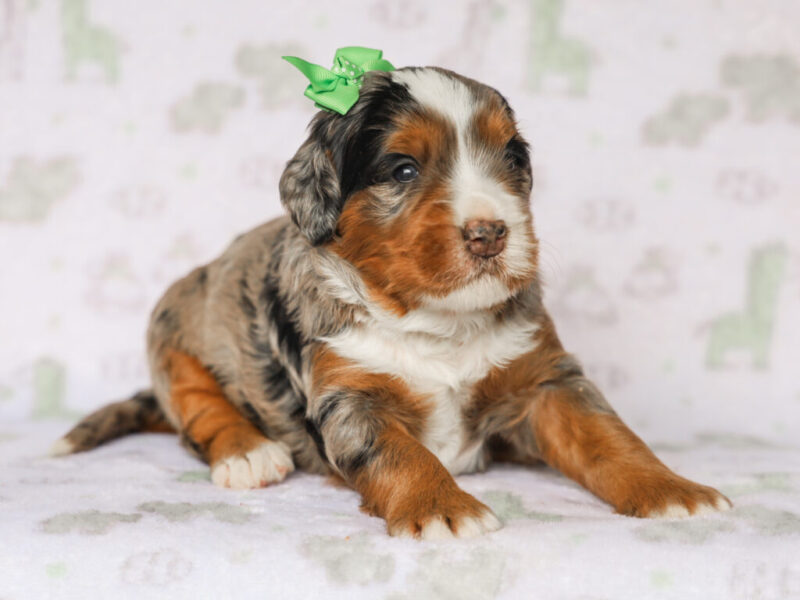 Queenie’s Lil’ Son image