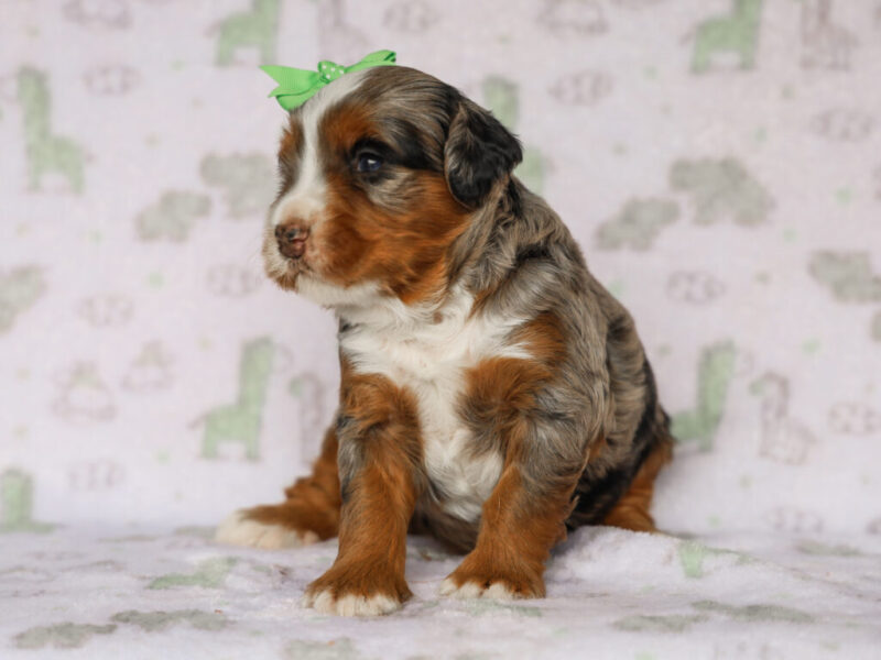 Queenie’s Lil’ Son image