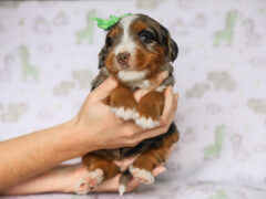 Photo3 for Queenie’s Lil’ Son