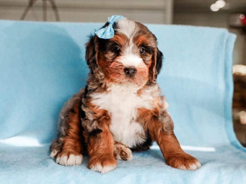 Queenie’s Lil’ Son image