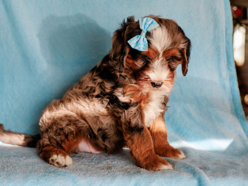 Queenie’s Lil’ Son image