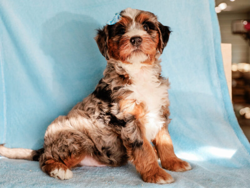 Queenie’s Lil’ Son image