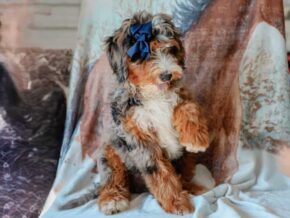 Photo of Queenie’s Lil’ Son