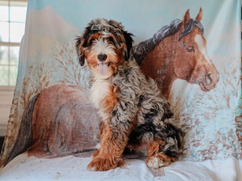 Queenie’s Lil’ Son image