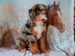 Photo of Queenie’s Lil’ Son
