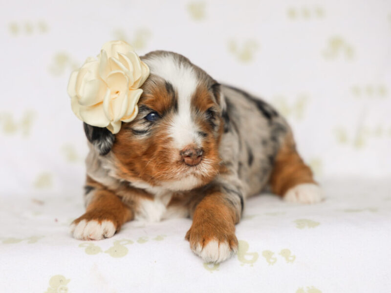 Queenies Sweet Miss image