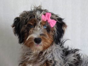 Photo of Queenies Sweet Miss