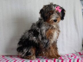 Photo of Queenies Sweet Miss