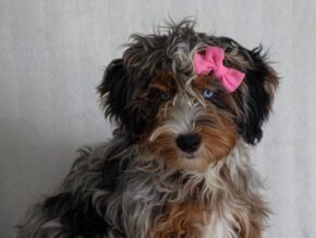 Photo of Queenies Sweet Miss