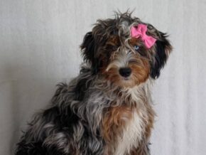 Photo of Queenies Sweet Miss
