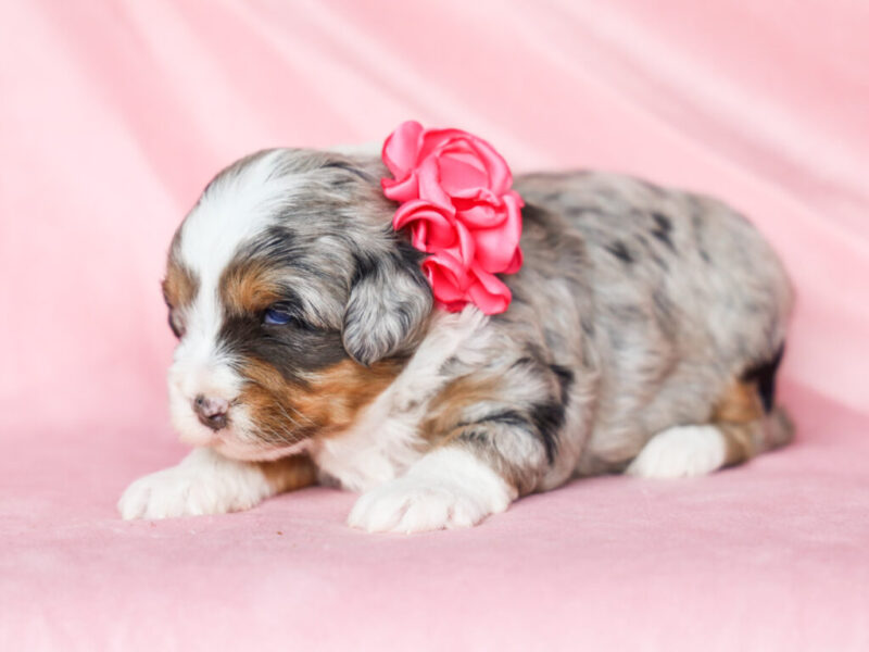 Shirley image