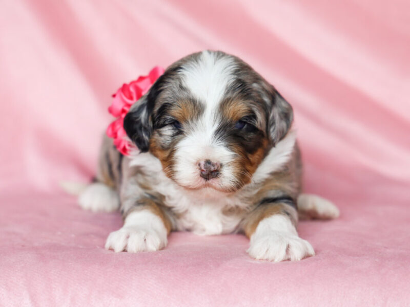 Shirley image