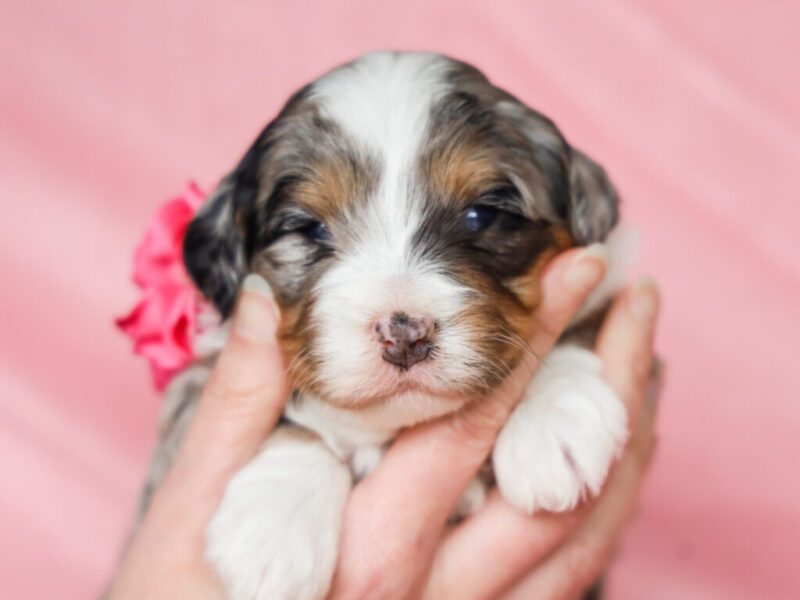 Shirley image