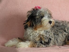 Photo of Shirley