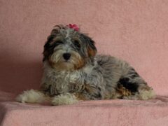 Image for Shirley