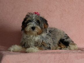 Image for Shirley
