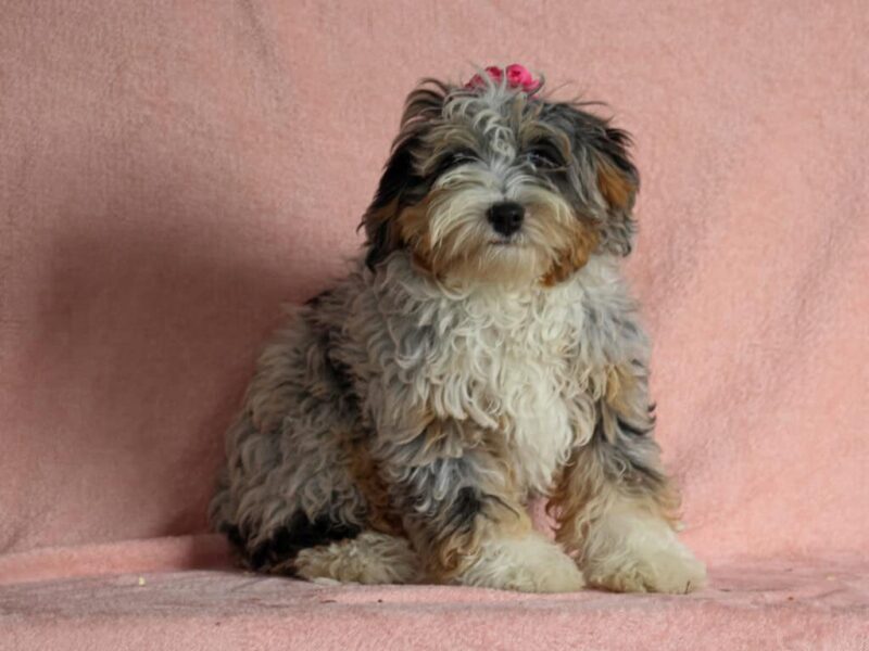 Shirley image