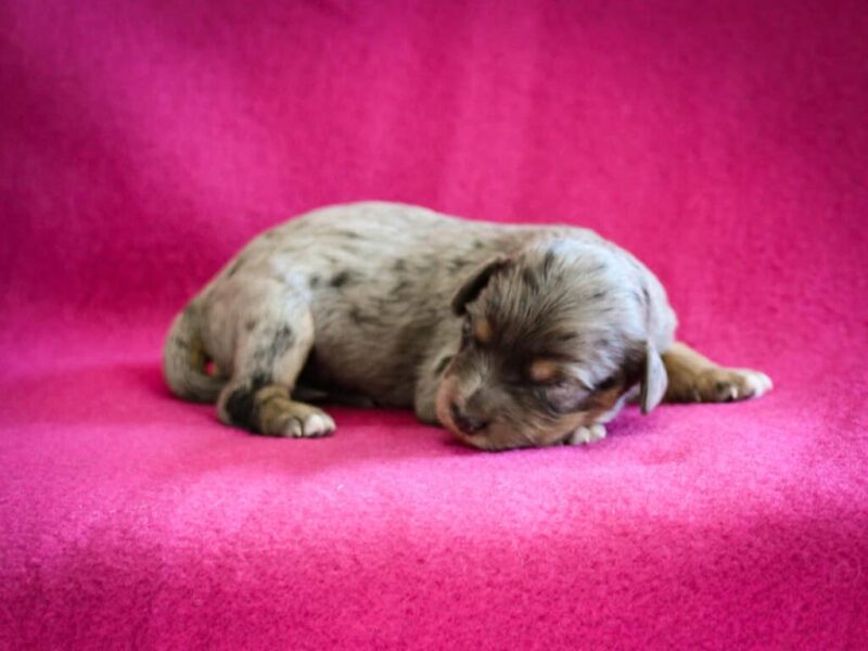 Frisky-Tammy Mini Cavapoo image