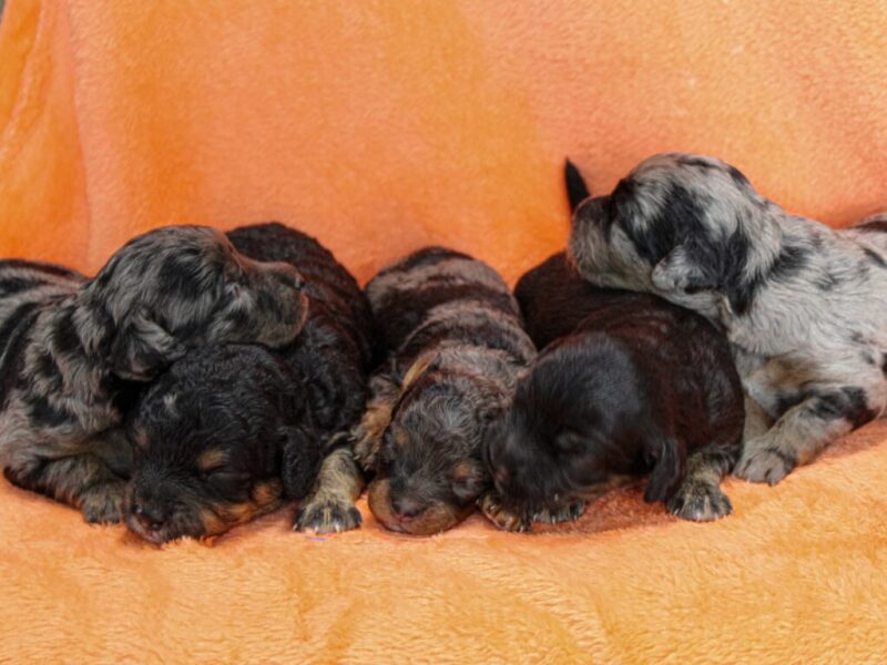 Frisky-Gloria Mini Cavapoo image