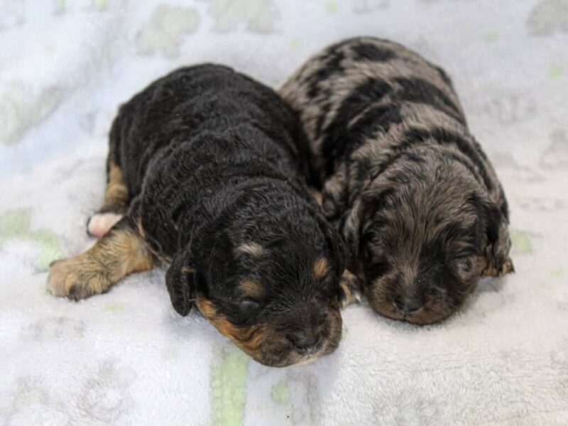 Frisky-Gloria Mini Cavapoo image
