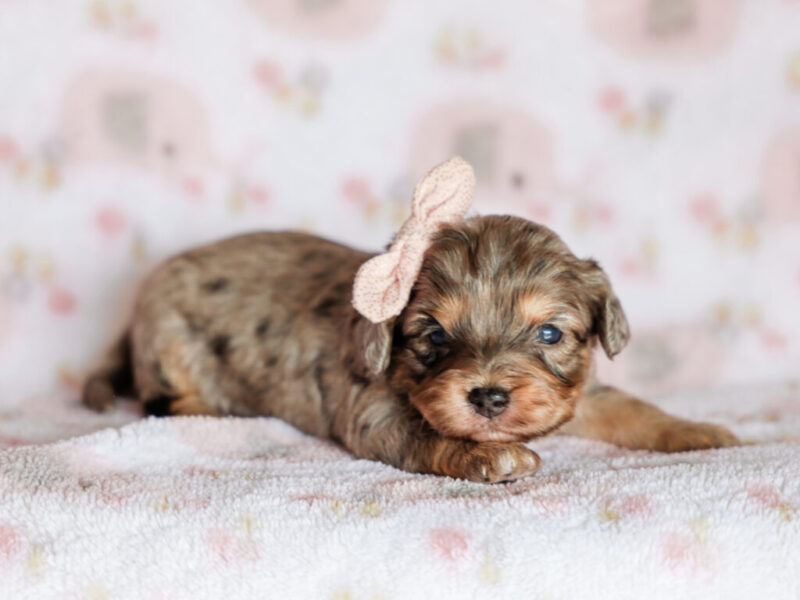Trixie image